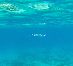 Schnorcheln Marsa Alam