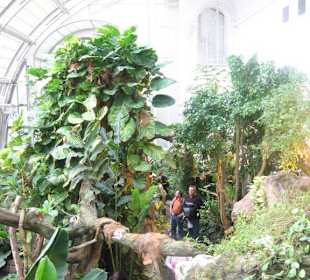 Schmetterlinghaus innen