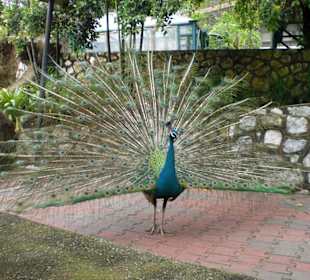 Pfau