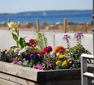 Blumen am Strand