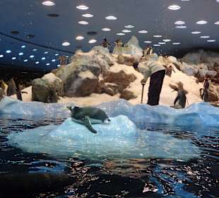 Pinguine im Aquarium