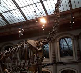 Dino