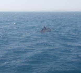 Delfinausflug 
