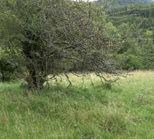 Themenweg Kaiserweg Zimmern