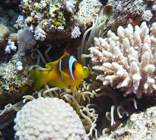 Rotmeer-Anemonenfisch