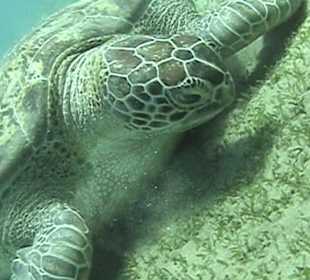 Schildkröte beim Schnorchelausflug