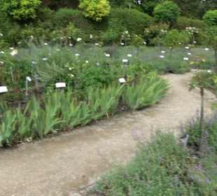 Rosengarten auf der Roseninsel