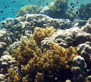 Schnorcheln Hausriff Gorgonia Beach