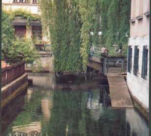 Bach mit Forellen und Schwänen