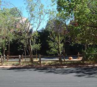 Parco nazionale Zion