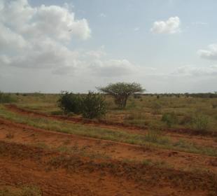 Tsavo Ost