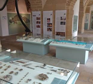 Fossiliensammlung im Museum des Klosters