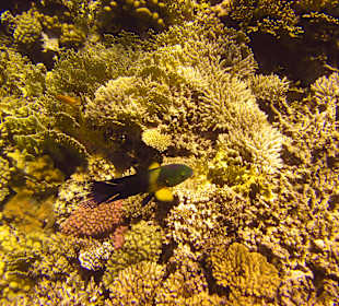 Besenschwanz Lippfisch