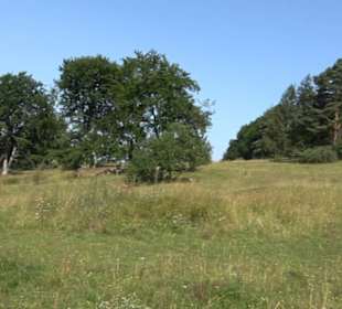 Sternberg