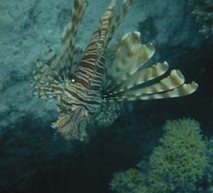 Hausriff Arabia Azur Resort