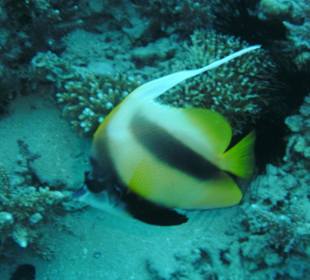 Tolle Unterwassewelt