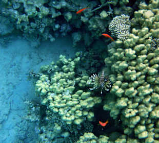 Hausriff Hotel Beach Albatros Sharm