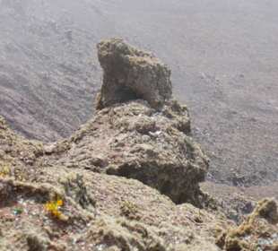 Kleine Pflänzchen am Mirador del Rio