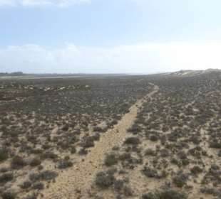Dünen der Peninsula de Ancão (Ilha de Faro)