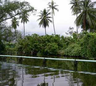 Dschungel mitten in Bangkok