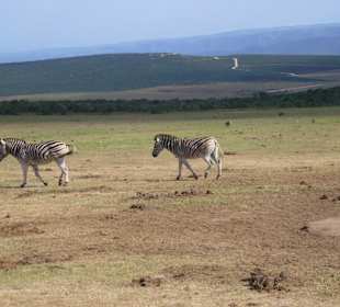 Es gibt auch andere Tiere