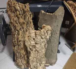 1.,2. und 3. Rinde des gleichen Baumes