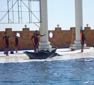 Delphin