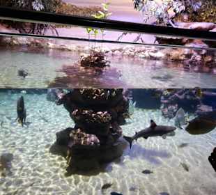 Aquarium