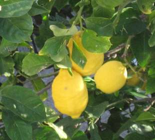 Die Früchtchen von Mallorca