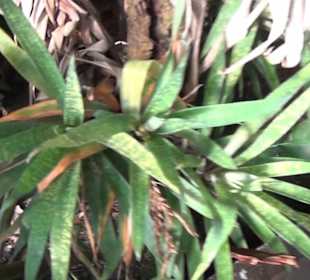 Real Jardín Botánico de Madrid