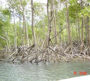 Mangroven