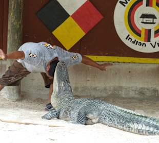 Alligator-Show