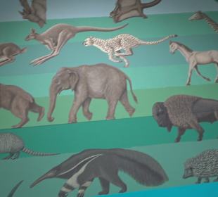 Staatliches Naturkunde Museum