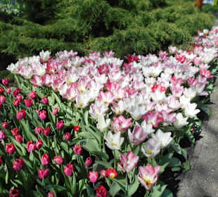 Blumenpracht im Keukenhof