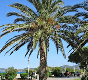 An der Strandpromenade von Argelès-Plage