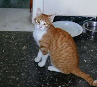 Straßenkatze in Pflege bei GEO-Bicycling and more