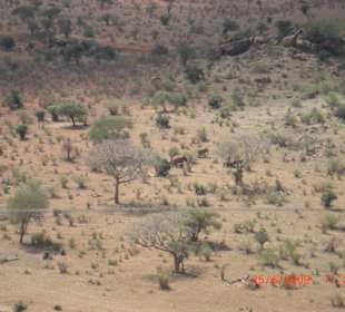 Tsavo Ost