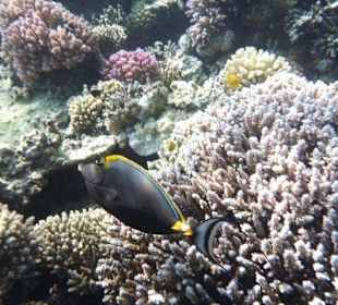 Rafa przy hotelowej plaży