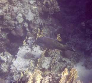 Napoleonfisch - ungefähr 1,5 m