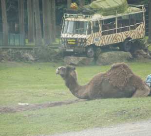 Serengeti Park Hodenhagen