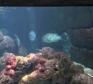 Sea Life