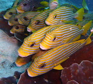 Fische, Fische, Fische.  