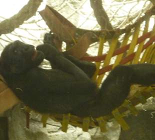 Gorilla in Hängematte