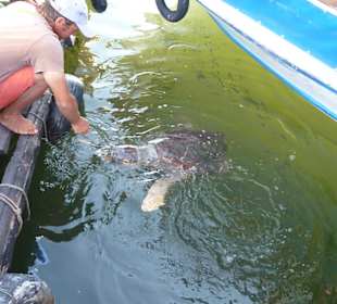 Caretta Caretta Schilkröte