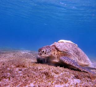 Grüne Meeresschildkröte