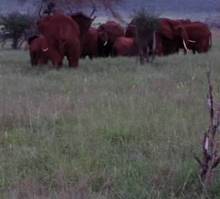 Sarova Salt Lick Game Lodge