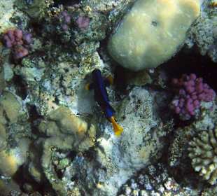 Doktorfisch am Aussenriff