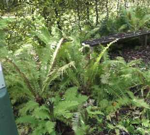 Kneipp`scher Sinnesgarten