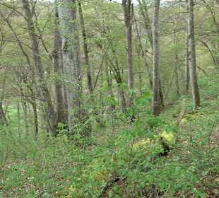 Eiszeitpfad - Burgfelsenpfad
