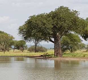 Geführte Touren Paradies Safari